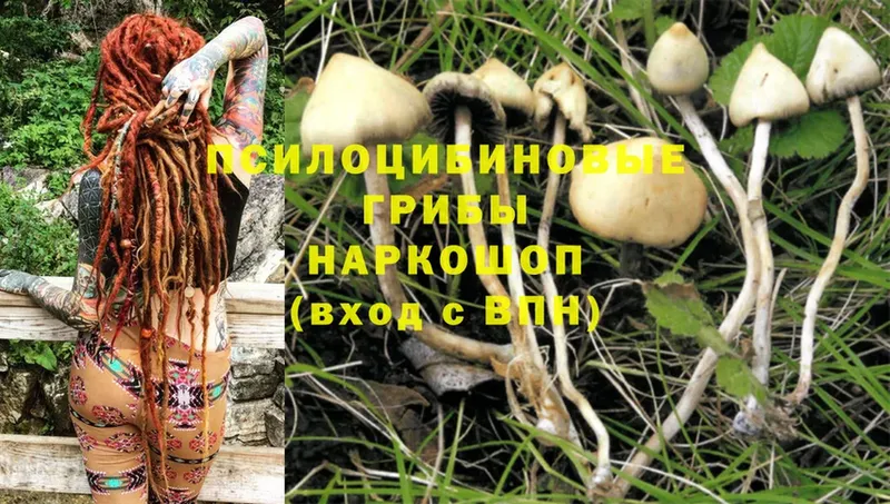 Галлюциногенные грибы Psilocybe  Кинешма 